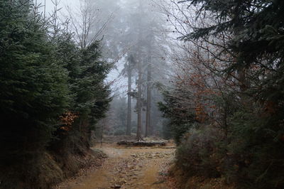 Trees in forest during winter