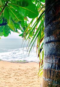 Plants growing on beach