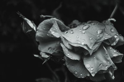 Close-up of water drops on flower