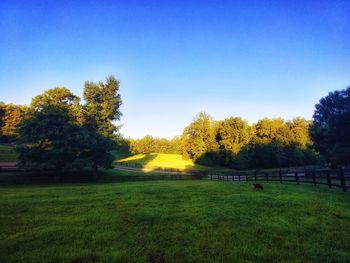 Scenic view of field against clear sky