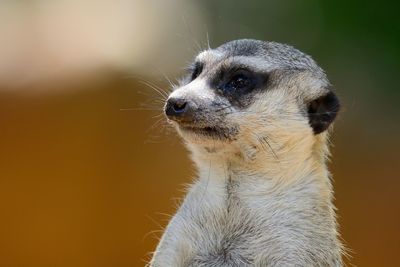 Close-up of meerkat