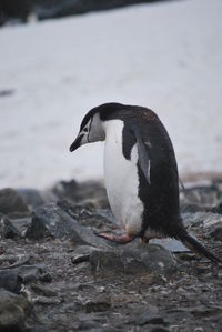 Side view of a penguin on rock