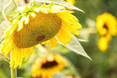 Close-up of insect on sunflower