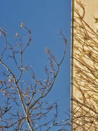 Low angle view of bare trees against blue sky