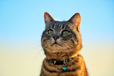 Portrait of cat against clear sky