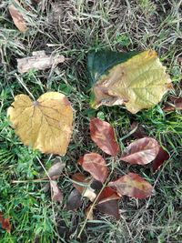 High angle view of maple leaf on field