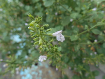 Close-up of white flowers