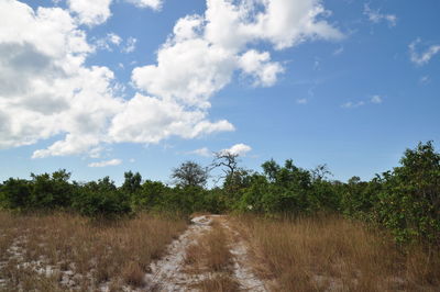 Trees on field against sky