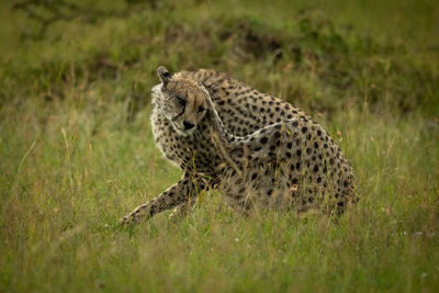 Female cheetah scratches herself behind the ear