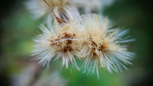 Close-up of white dandelion flower