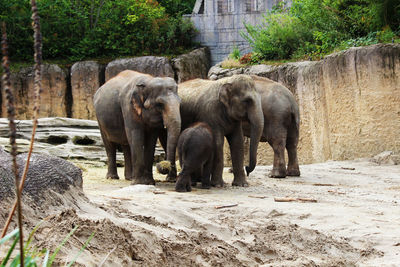 Elephant walking in a zoo