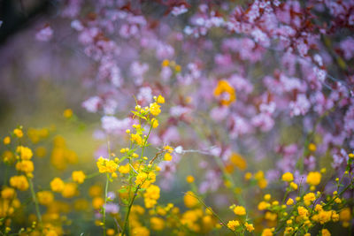 Close-up of yellow flowering plant