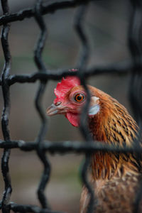 Close-up of a bird