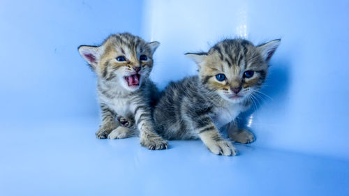 Portrait of cats against blue background
