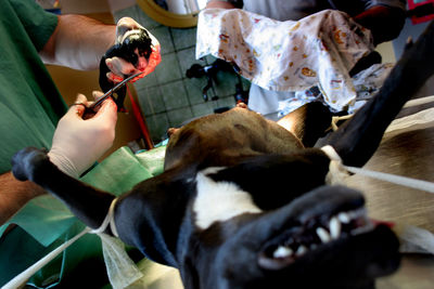 High angle view of man with dog