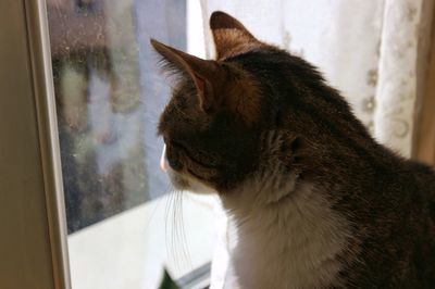 Close-up of cat looking through window at home