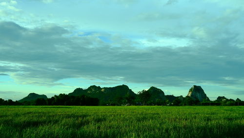 Scenic view of agricultural field against sky