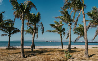 Palm trees on beach