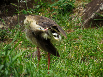 Close-up of bird on field