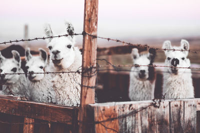 Close-up of llamas behind a fence