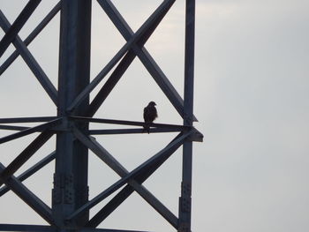 Low angle view of bird perching on pole against sky