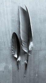 Close-up of feather