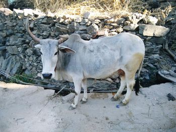 Cow standing on field