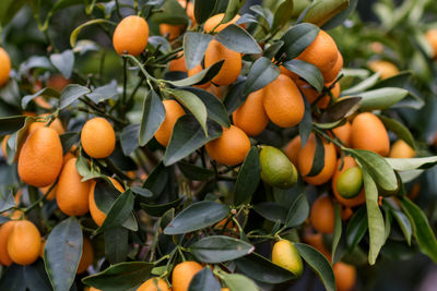 Close-up of citrus fruits on tree