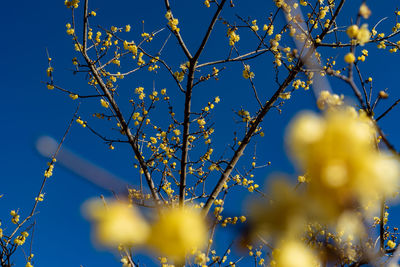 Low angle view of flowering plant against clear blue sky