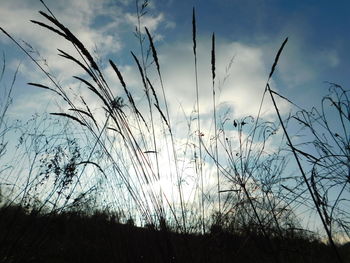 Low angle view of plants on field against sky at sunset