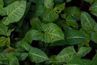 plant part