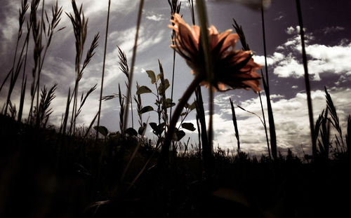 Close-up of plants against sunset