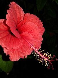 Close-up of red flower