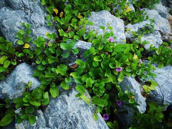 High angle view of moss growing on rock