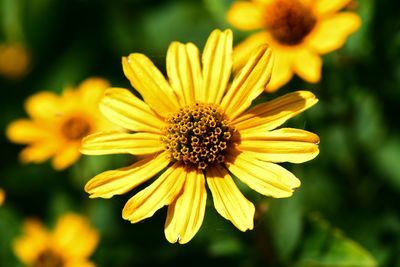 Close-up of yellow flowering plant
