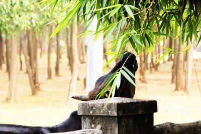 Close-up of tree trunk