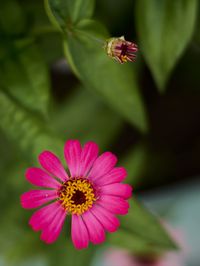 Close-up of pink flower