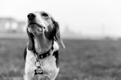 Close-up of dog on field