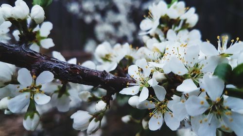 Close-up of white flowers on branch