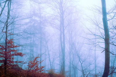 Low angle view of bare trees in forest during winter