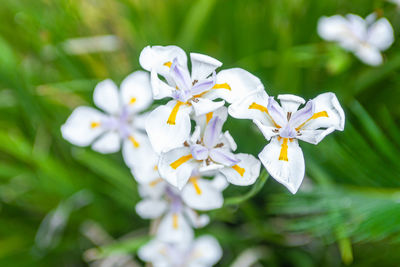 Close-up of white flowering plant