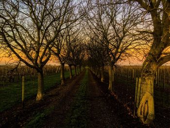 Footpath amidst bare trees in field