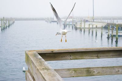 Seagull flying over wooden post in lake against sky