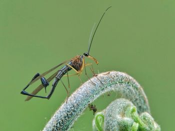 Close-up of scorpion fly on leaf