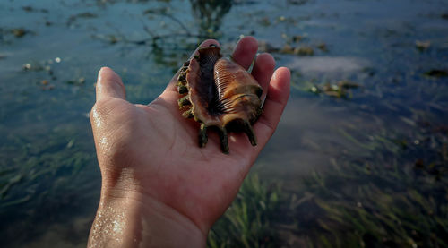 Midsection of person holding shell in water