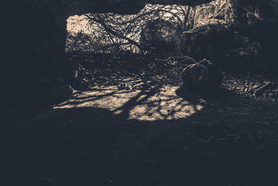 High angle view of shadow on tree in forest