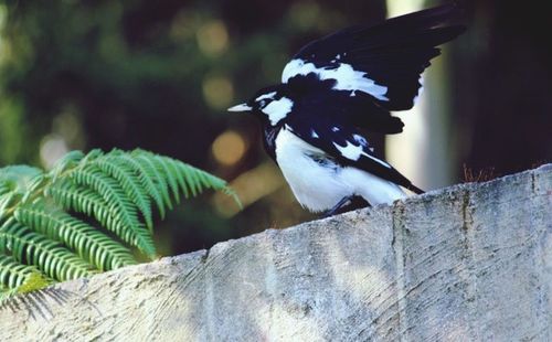 Bird perching on tree trunk