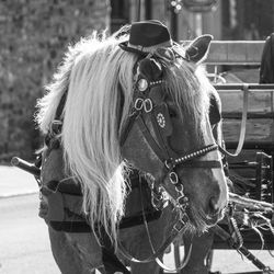 Close-up of horse cart on field