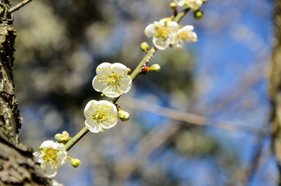 Close-up of fresh flowers blooming on tree