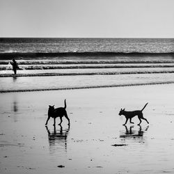 View of dog on beach